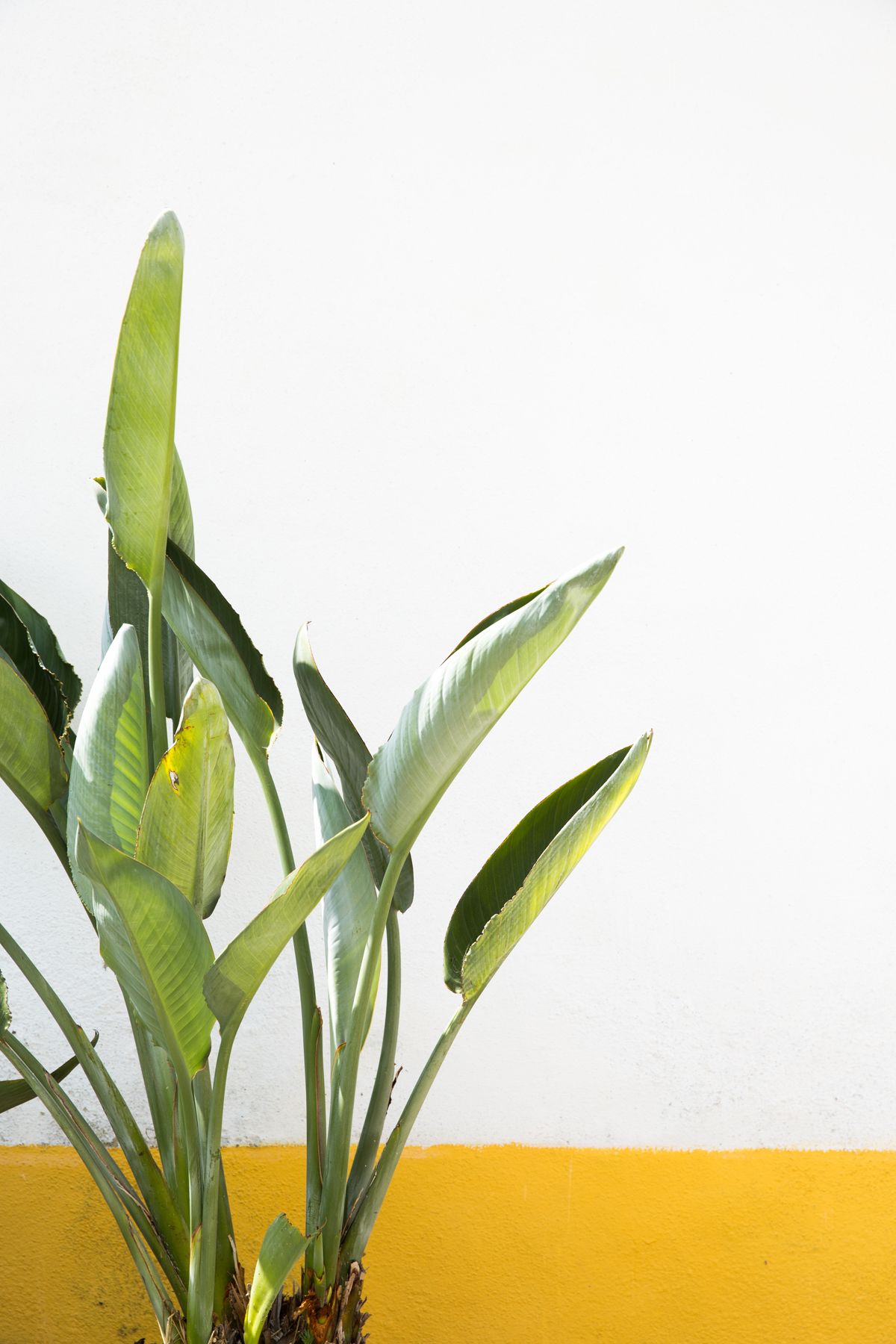 屋内で育てることができる最高の熱帯植物 Elle Decor エル デコ