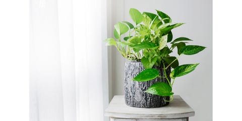 ほとんど水やりせずとも育つ 11の観葉植物 Elle Decor エル デコ