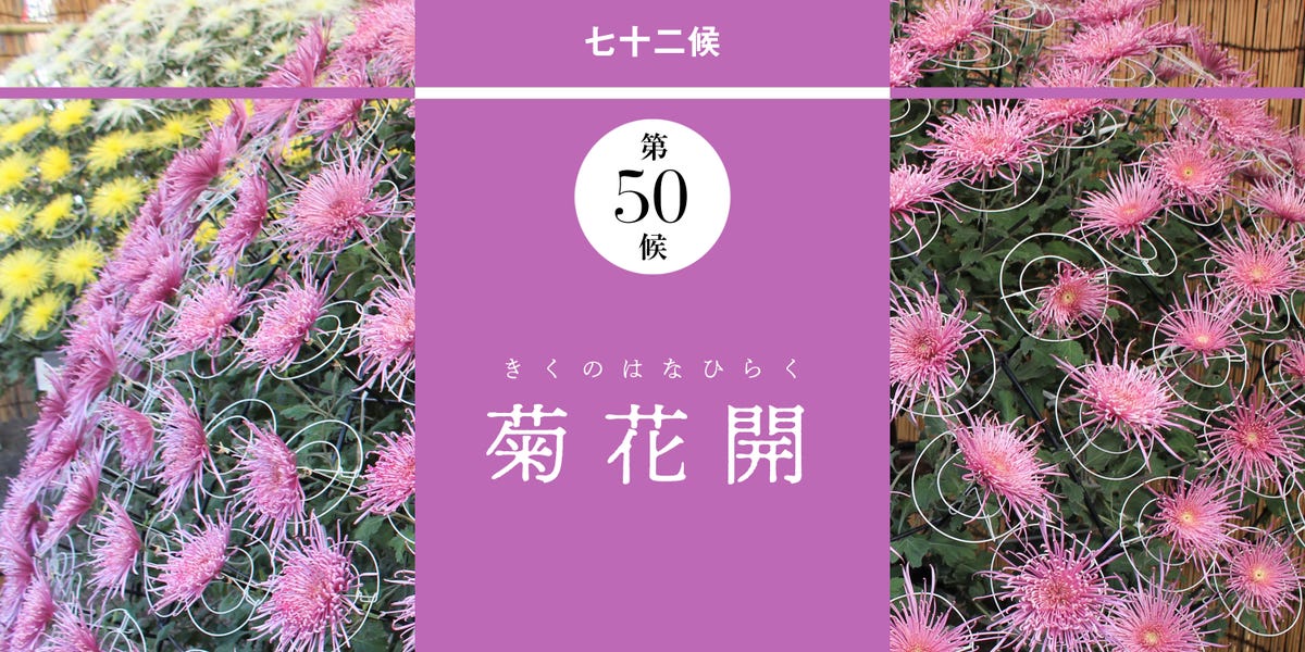 和の暦 神無月10月14日 各地で菊祭りが開かれる 菊花開 きくのはなひらく