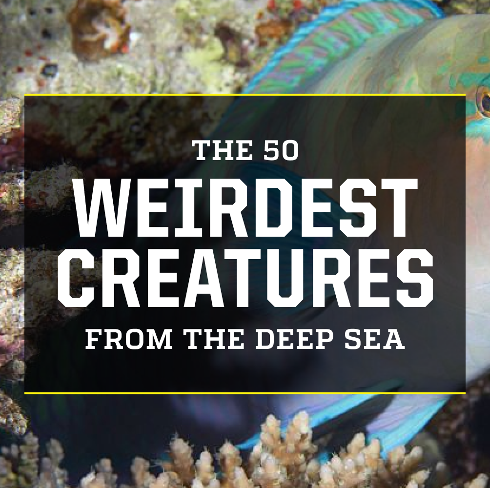 These Are the 50 Weirdest Deep Sea Creatures Lurking Beneath the Waves