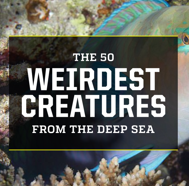 the 50 weirdest creatures from the deep sea