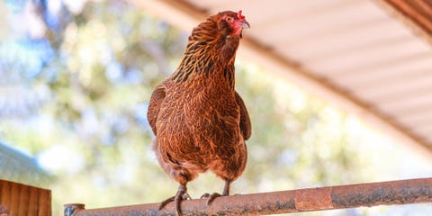 the pandemic has been a disaster for backyard chickens