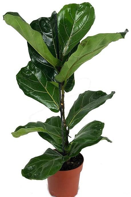 ficus lyrata