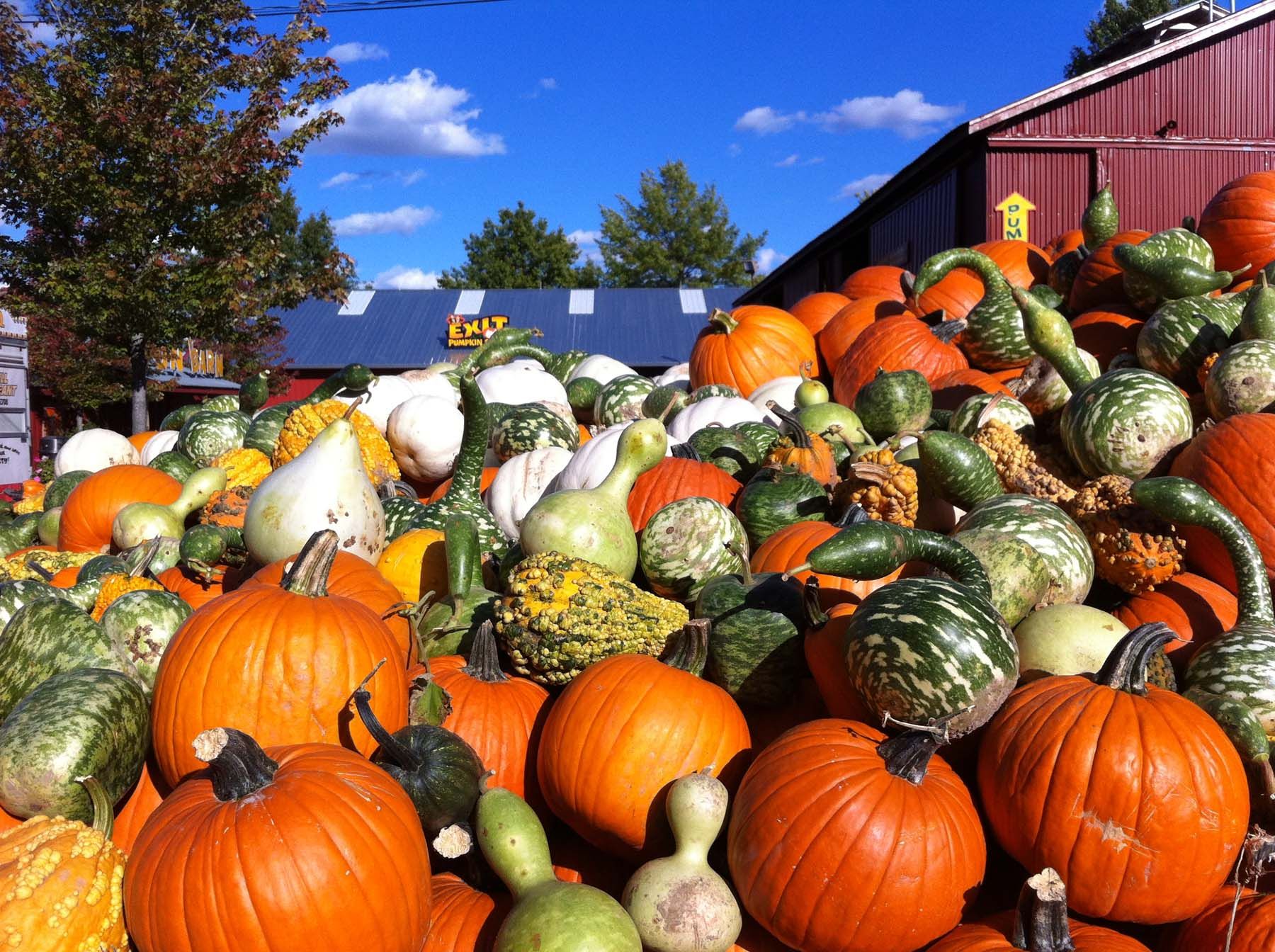 pumpkin patch with lights near me