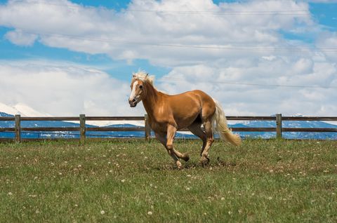 Horse, Mammal, Vertebrate, Pasture, Mane, Stallion, Mustang horse, Mare, Grassland, Ecoregion, 