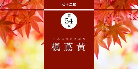 和の暦 霜月11月2日 野山が美しい錦繡に 楓蔦黄 もみじつたきばむ