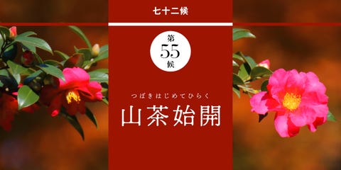 和の暦 霜月11月7日 山茶花が花開く 立冬 りっとう 山茶始開 つばきはじめてひらく