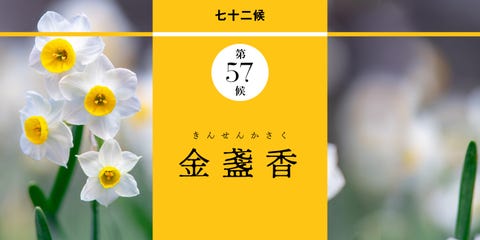 和の暦 霜月11月17日 水仙が冬を告げる 金盞香 きんせんかさく