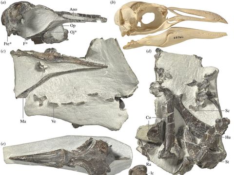 penguin fossils