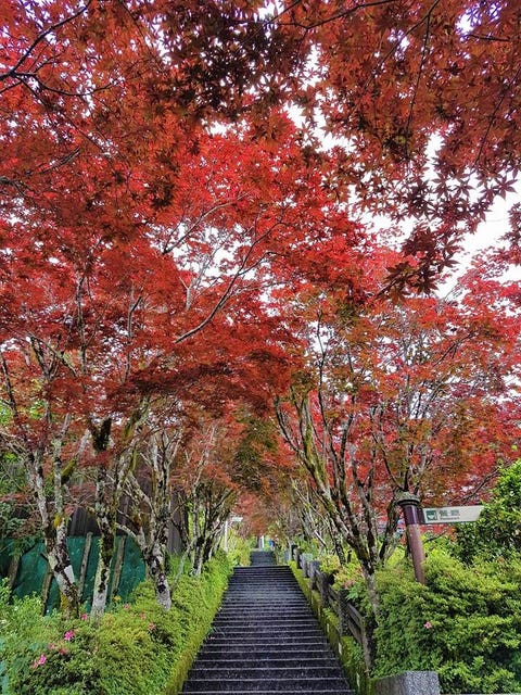 全台14座國家森林遊樂區推薦!走訪台灣最美後花園、絕美夜觀仙境,來場大自然治癒之旅
