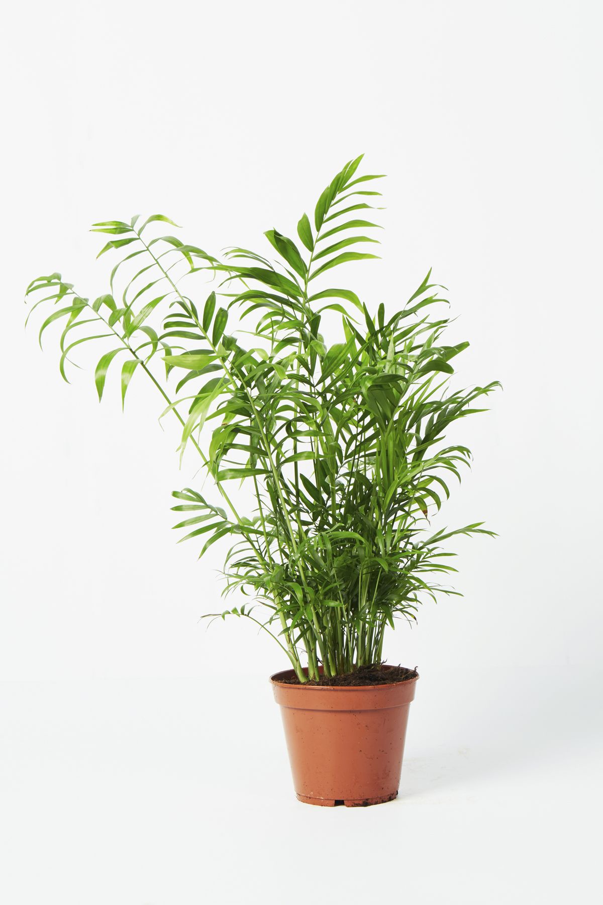 屋内で育てることができる最高の熱帯植物 Elle Decor エル デコ
