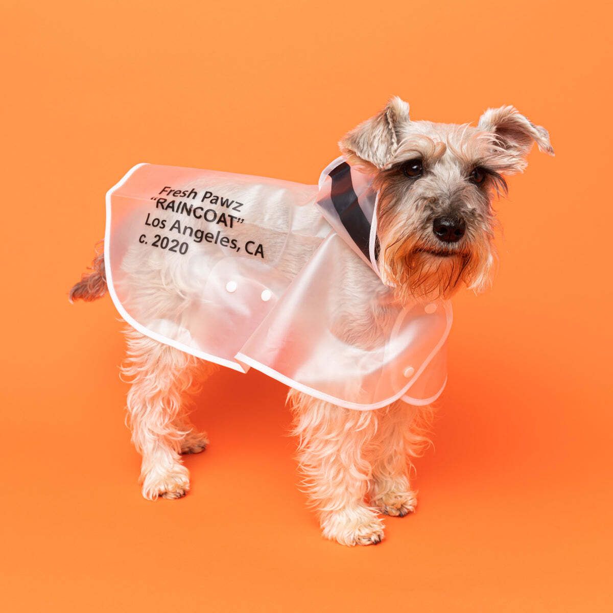 All the Best Halloween Costumes for Your Four-Legged Friend Right This Way