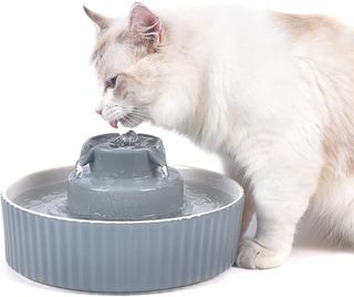自動給水器から水を飲む猫