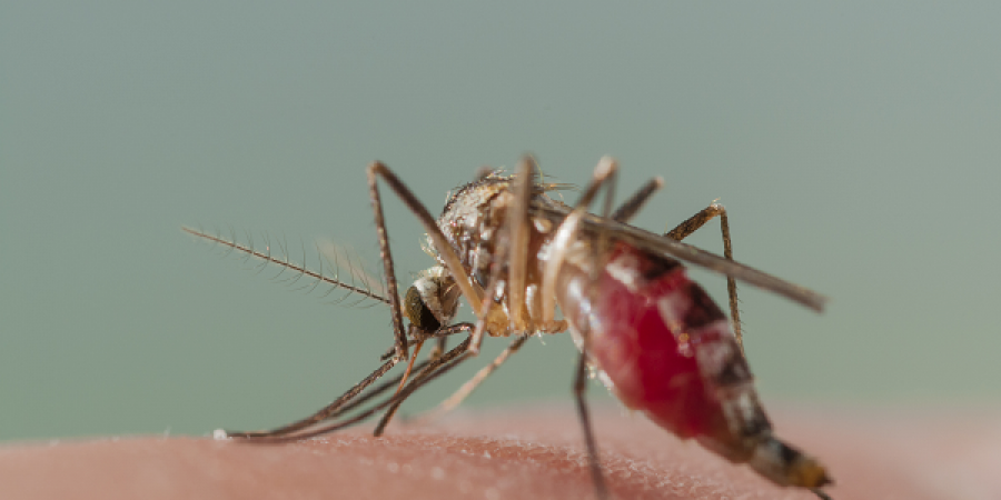 Kritiek hooi veel plezier 7 manieren om muggenbeten te voorkomen (die echt werken)