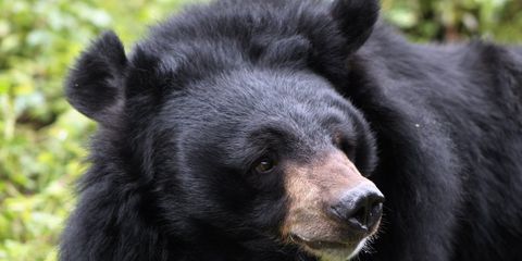 Black bear's face