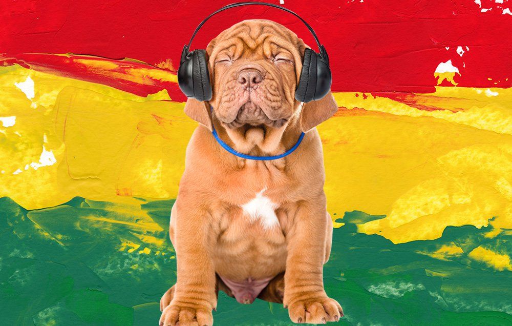 reggae dog