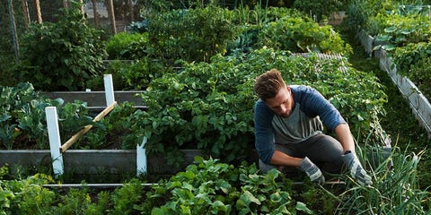 How To Build A Vegetable Garden Men S Health Building A Garden