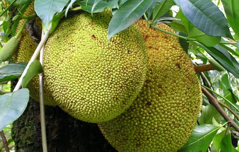 jackfruit