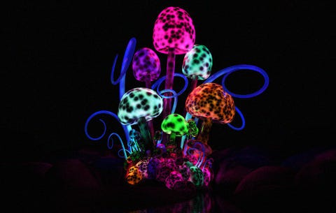 Magic Mushrooms Could Literally Reboot Your Brain