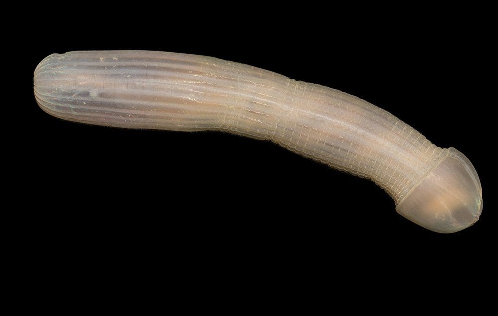 This Deep Sea Peanut Worm Looks Like A Penis And The Internet Loves It Men’s Health