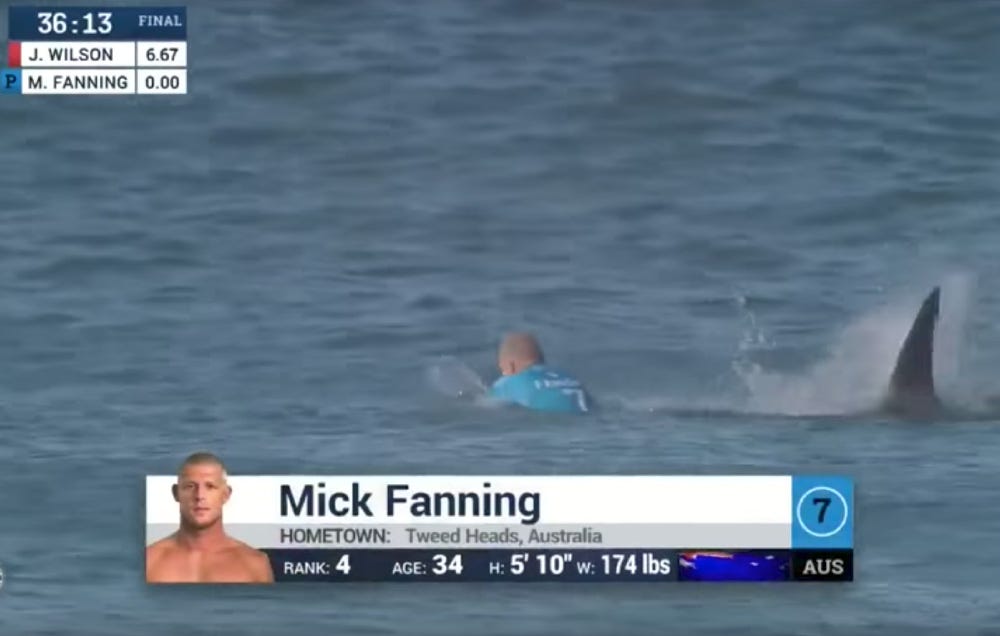 Pro Surfer Who Punched Attacking Shark in the Face Nearly Attacked ...