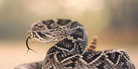Snake Animal Porn Captions - This Is How You Save Your Penis From a Deadly Rattlesnakeâ€‹ | Men's Health
