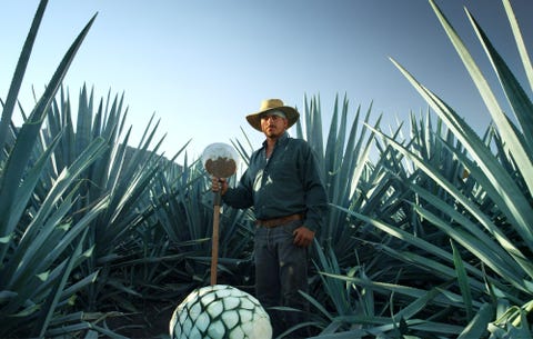 PREMIUM TEQUILA USES A+ AGAVE