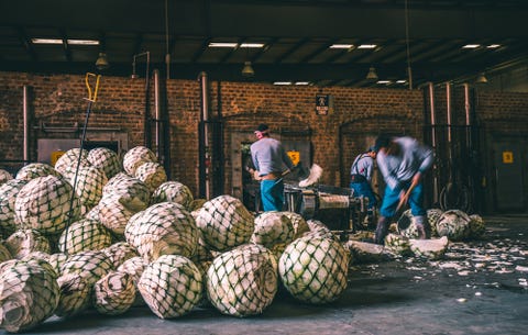 SLOW ROASTED AGAVE SMELLS LIKE HEAVEN