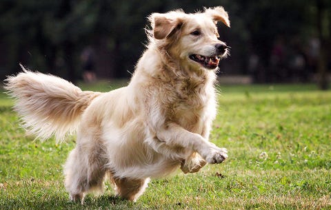 this dog is the perfect pet to work out with men s health