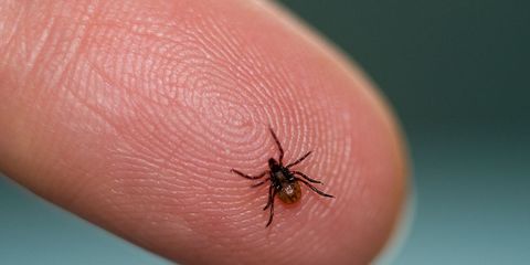 Keep Yourself Safe From Ticks Bug Spray Clothes