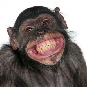 Sexy enimal