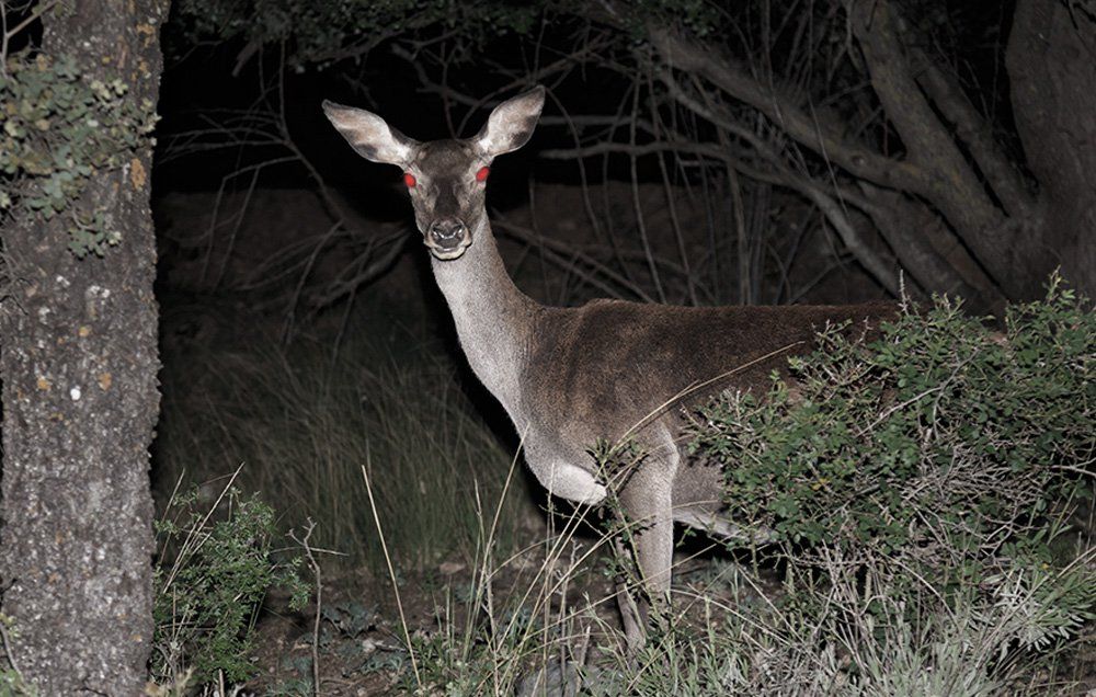 Chronic Wasting Disease What To Know About Disease Turning Deer To Zombies Men S Health