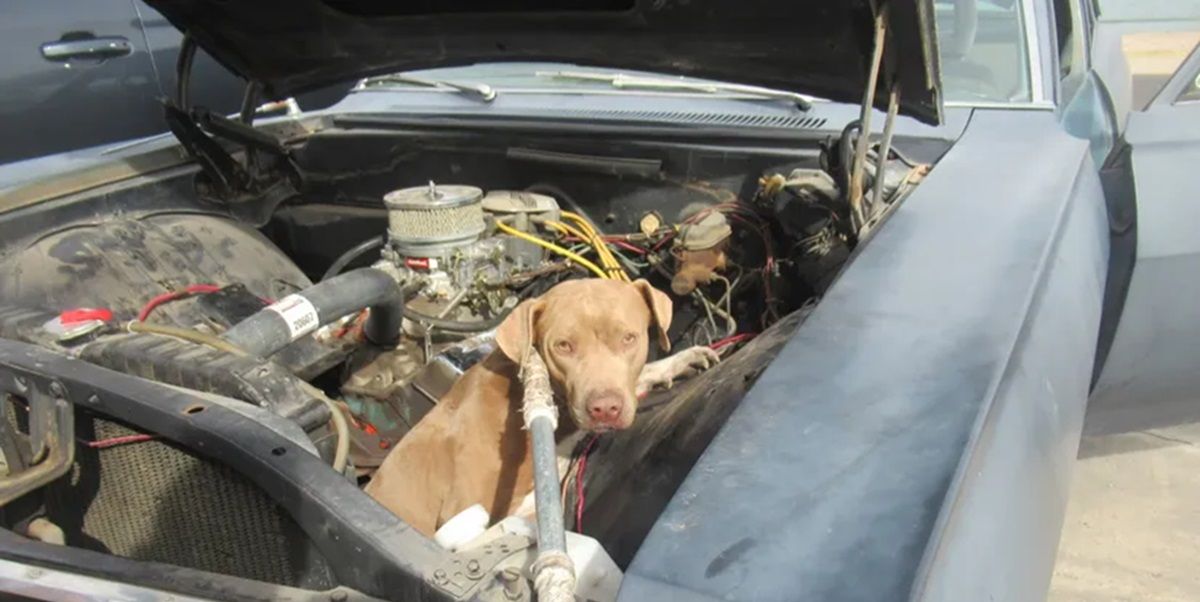 Stray Dog Has Penchant for Cats and Classic Chevys