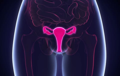 Female anatomy
