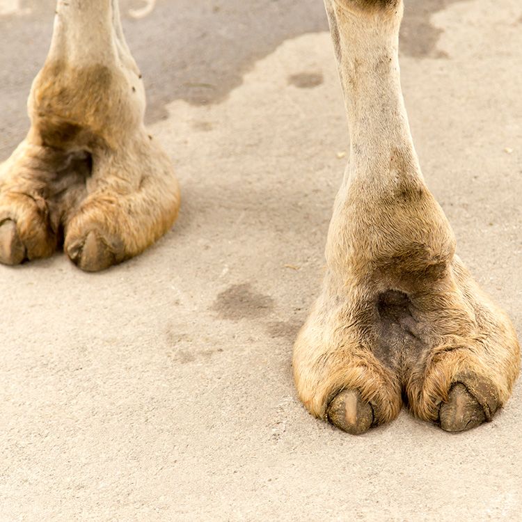 Camel-toe Most Shocking