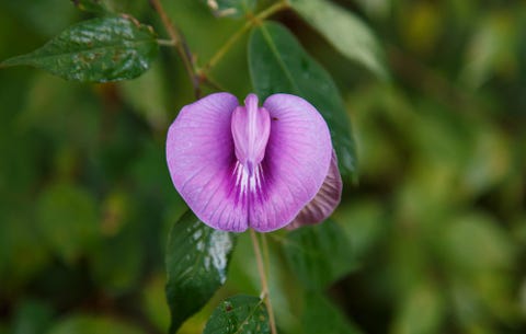 vulva-anatomic-variations