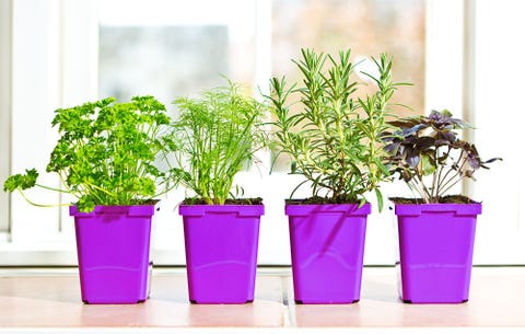 How To Grow Herbs Indoors Women S Health