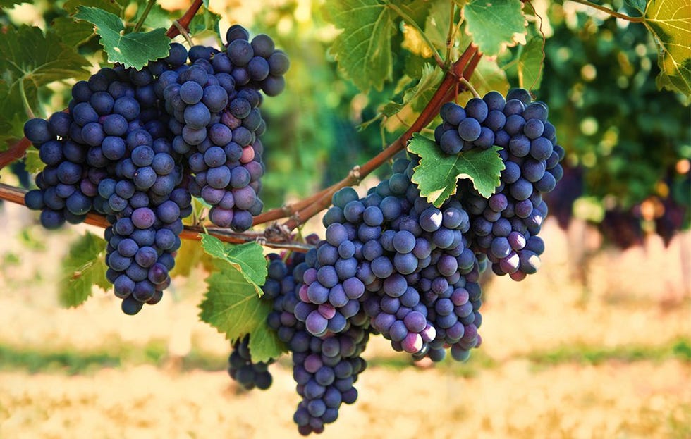 Calorie in Grapes Grape Nutrition Women's Health