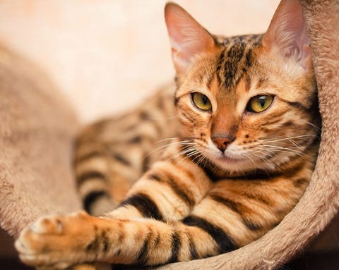 9 Beauty Lessons I Learned From My Cat