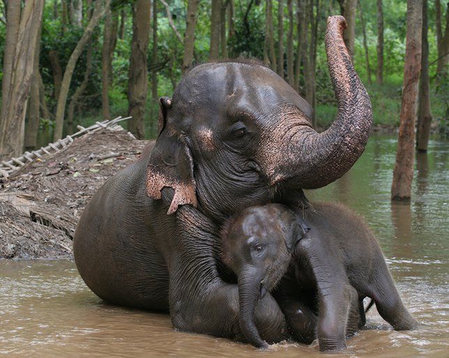 12 Reasons Why Elephants Make The Best Moms