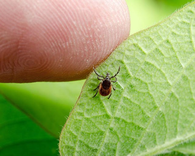 What Are Your Actual Chances Of Getting Lyme Disease