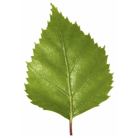 The App: Leafsnap image