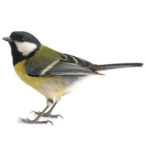The App: iBird Pro Guide To Birds 