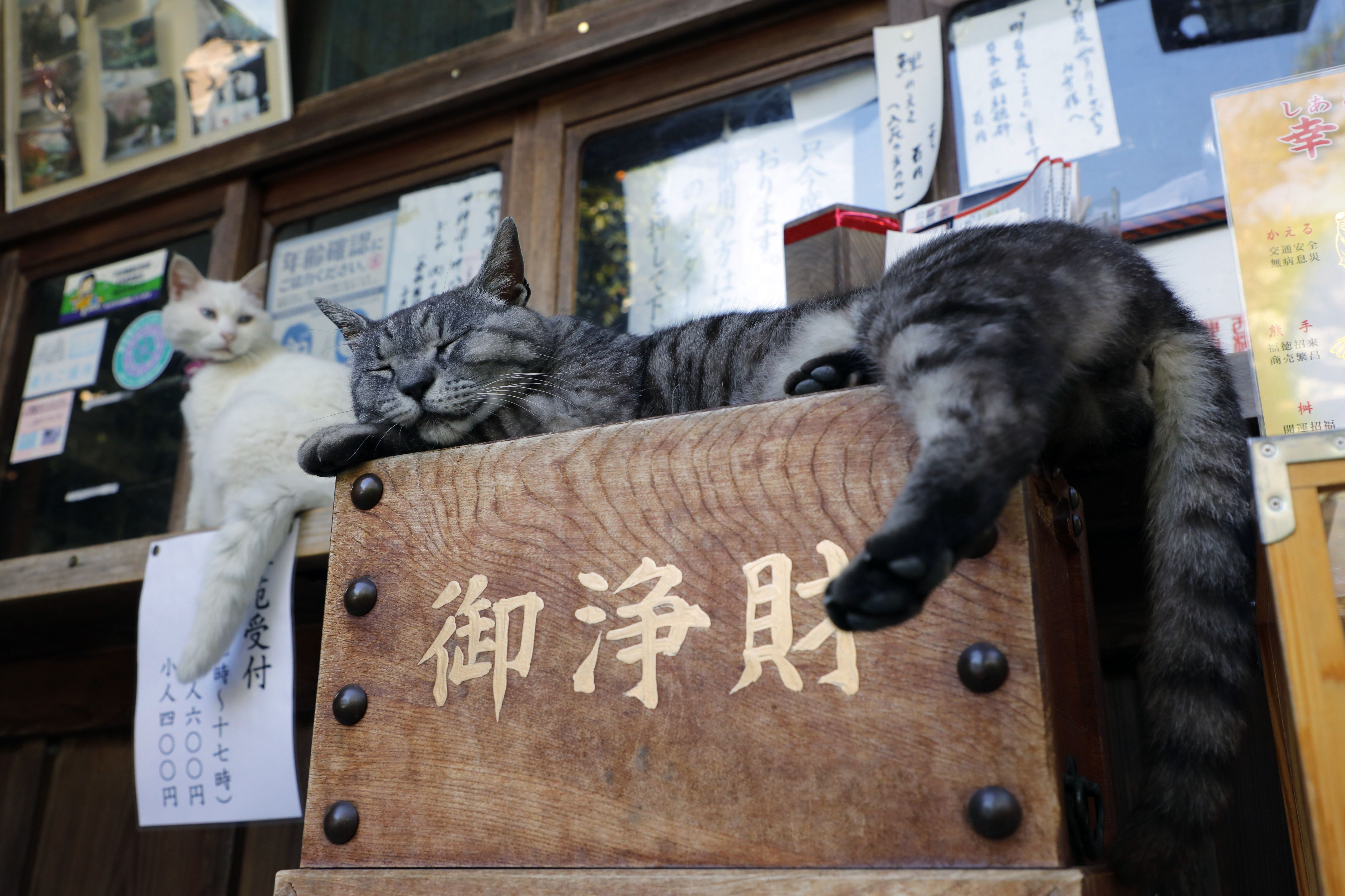 京都 フォトグラファー大道雪代さんが出会った猫たち