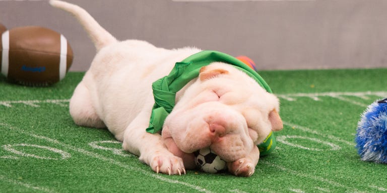 79-puppy-bowl-lead-1517333017.jpg