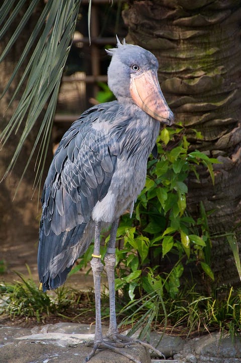 Weirdest Birds Strange Looking Birds