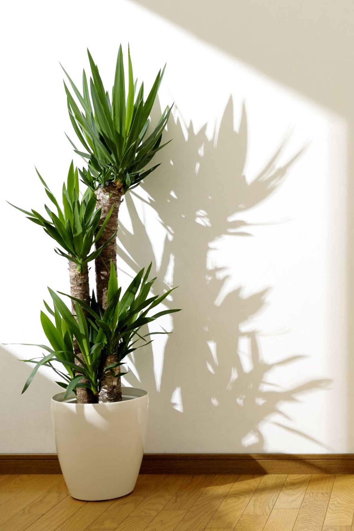 屋内で育てやすい観葉植物おすすめ10選 グリーンのある暮らし Elle Decor エル デコ