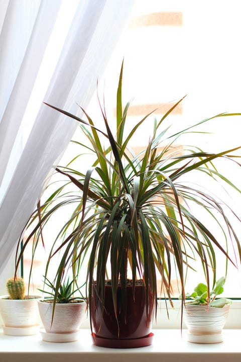 植物のプロがおすすめする12の観葉植物 Elle Decor エル デコ 植物のプロがおすすめする12の観葉植物 Elle Decor エル デコ