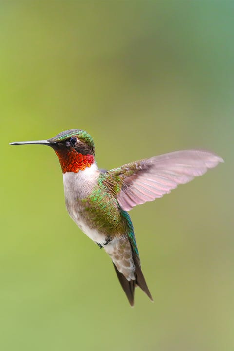 Hummingbird Facts | How Big Are Hummingbirds?