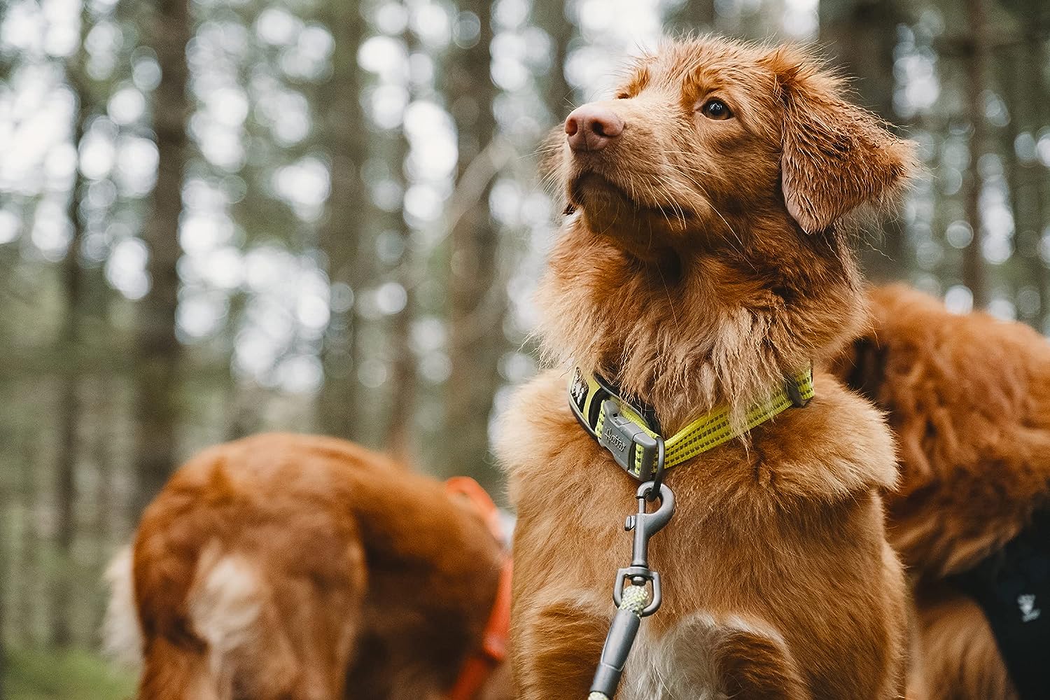 These Are the Dog Collars Veterinarians Recommend